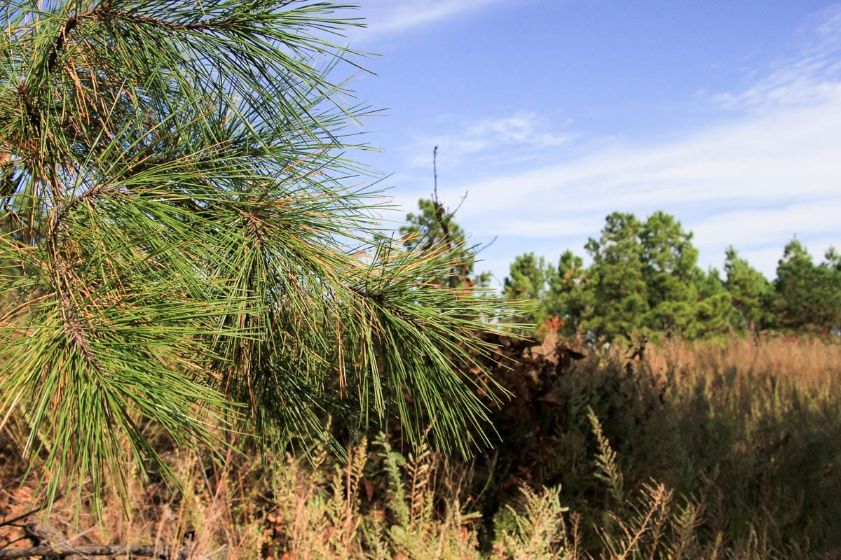 Stone Creek Phase III Tract 49 photo 10