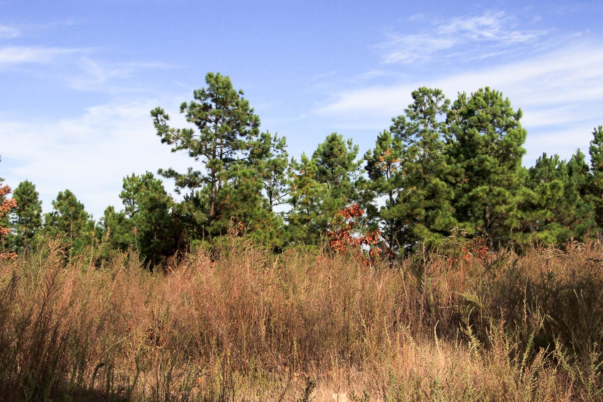 Stone Creek Phase III Tract 49 photo 11