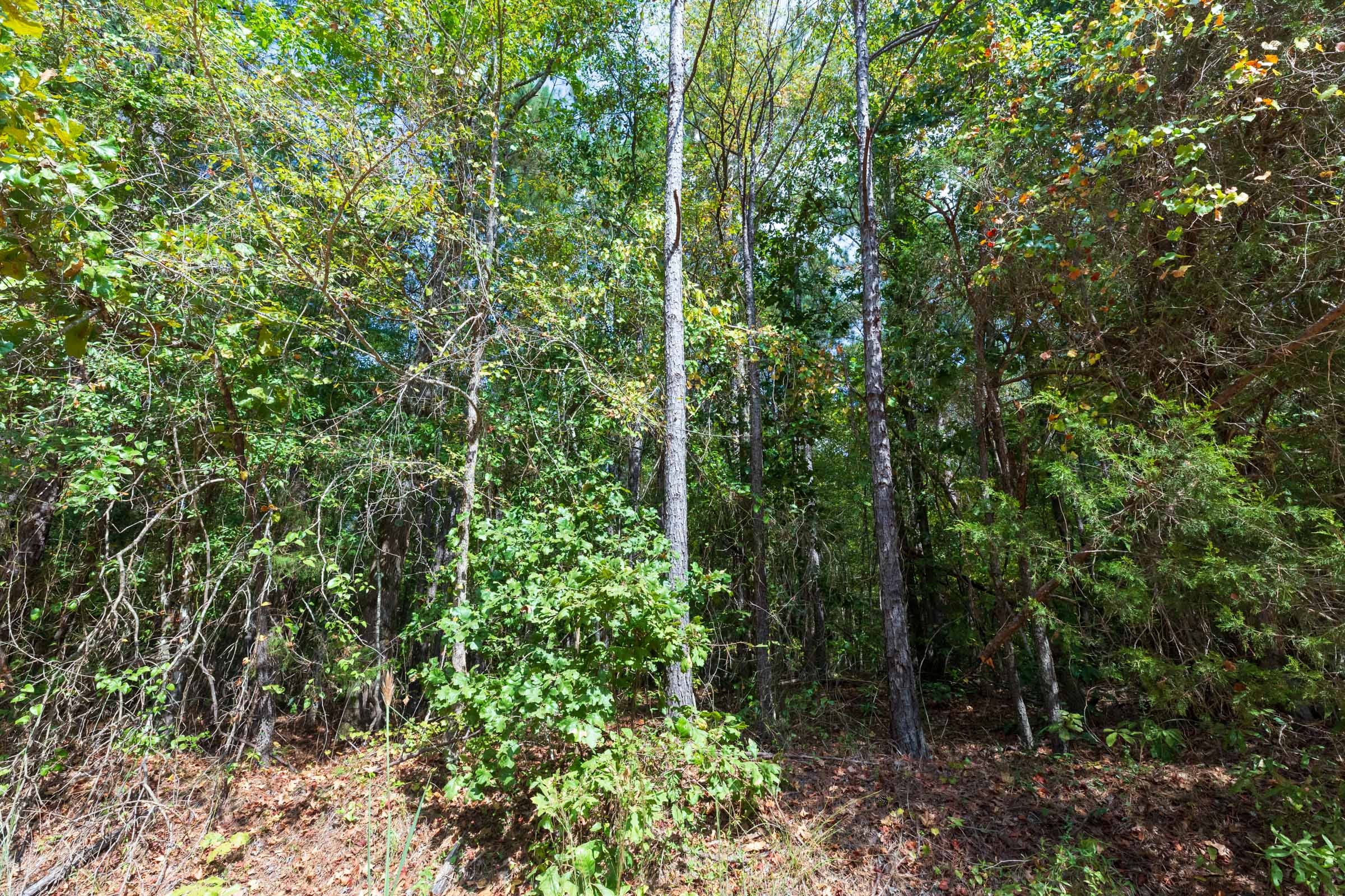 Willow Grove Tract 2 photo 12