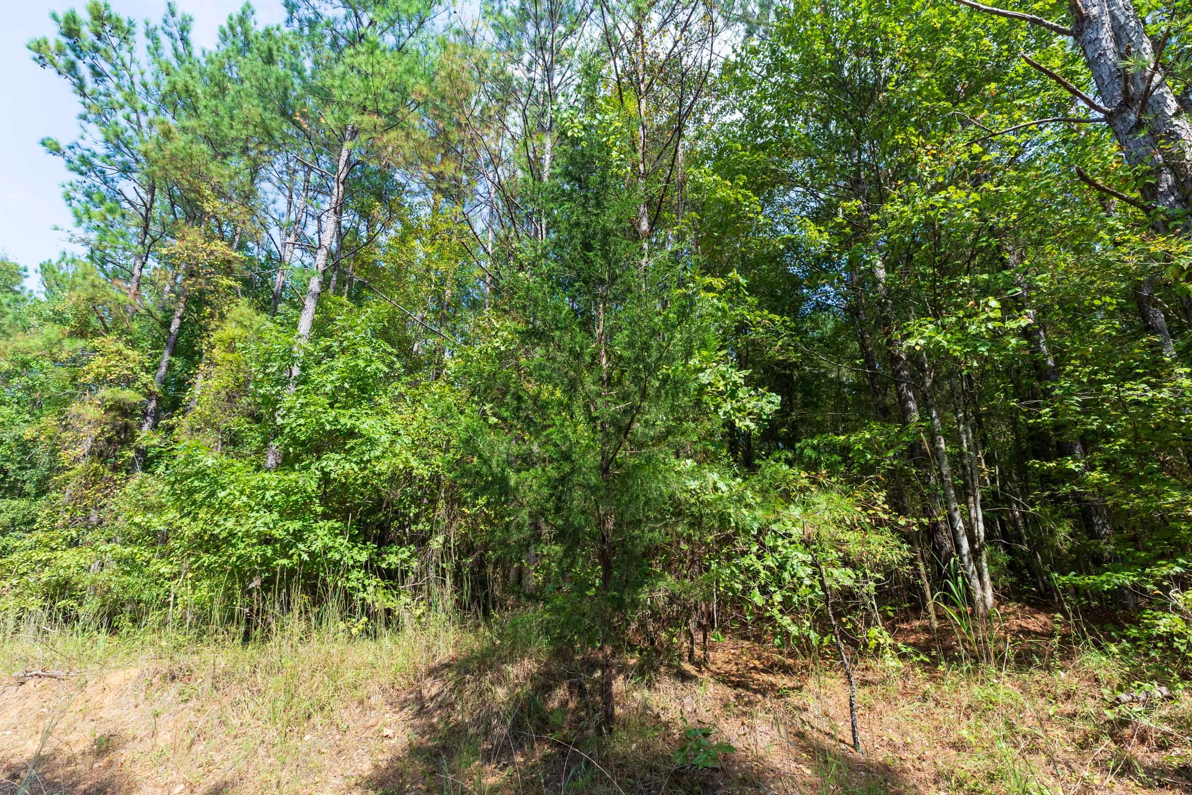 Willow Grove Tract 2 photo 10