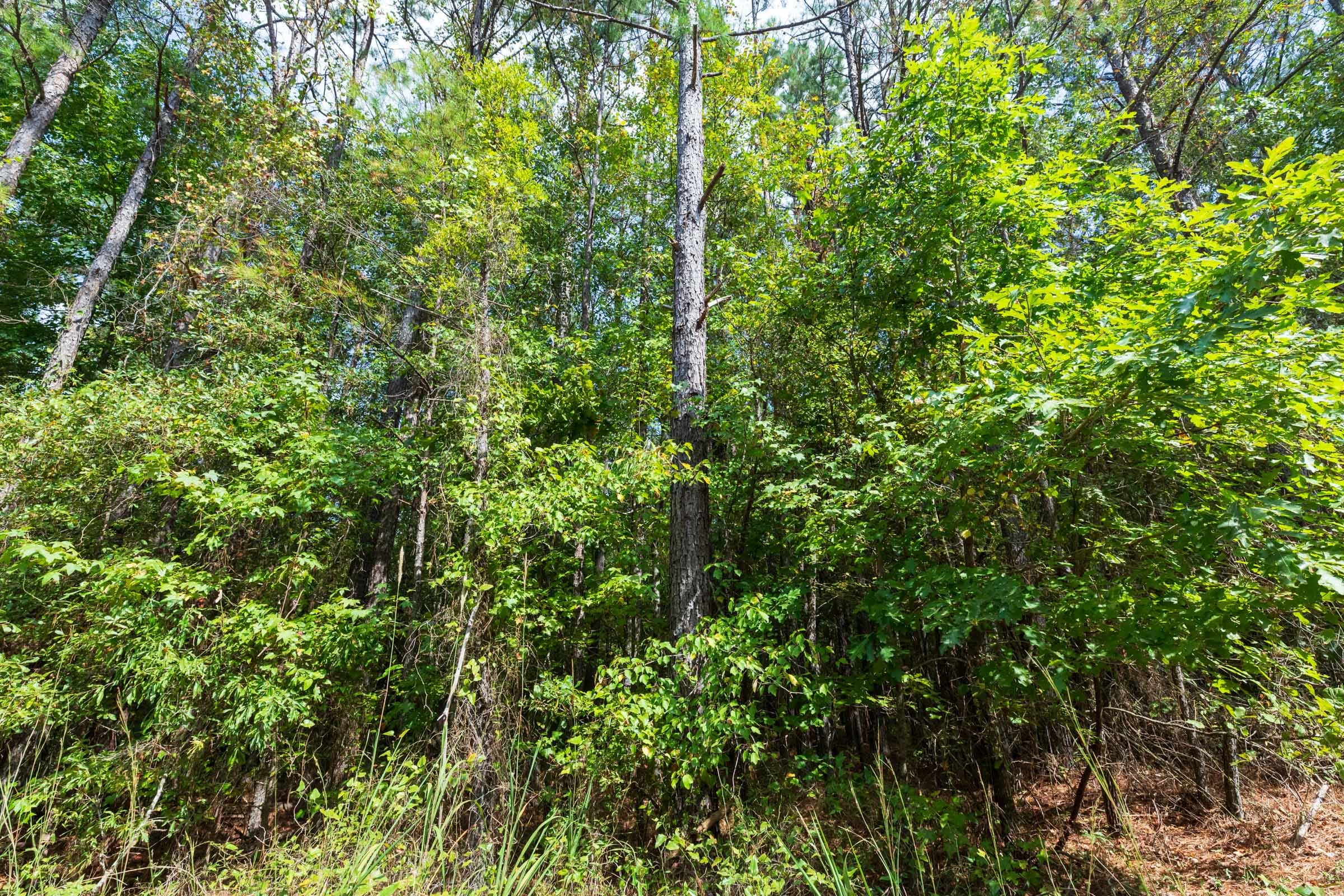 Willow Grove Tract 2 photo 11