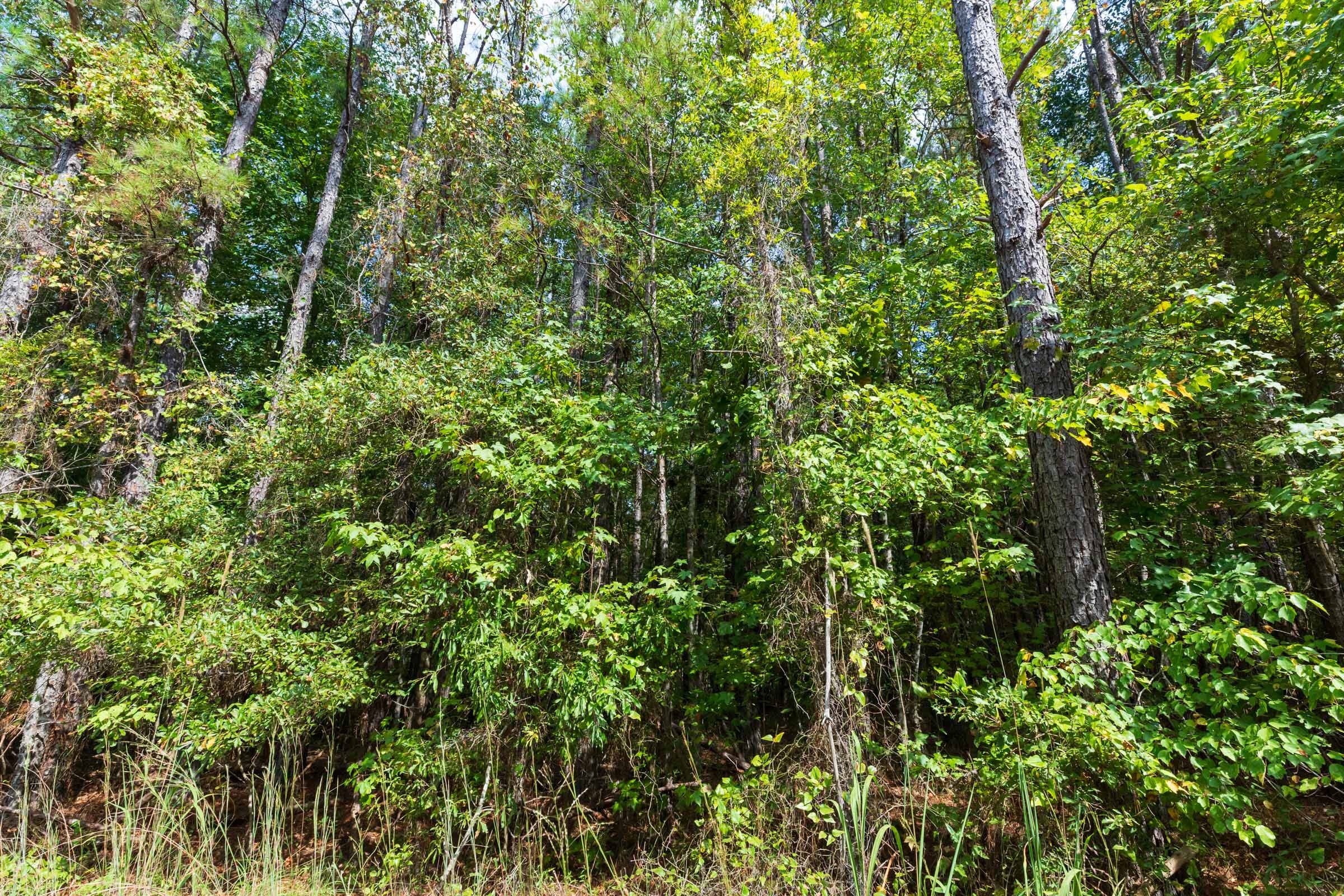 Willow Grove Tract 2 photo 9