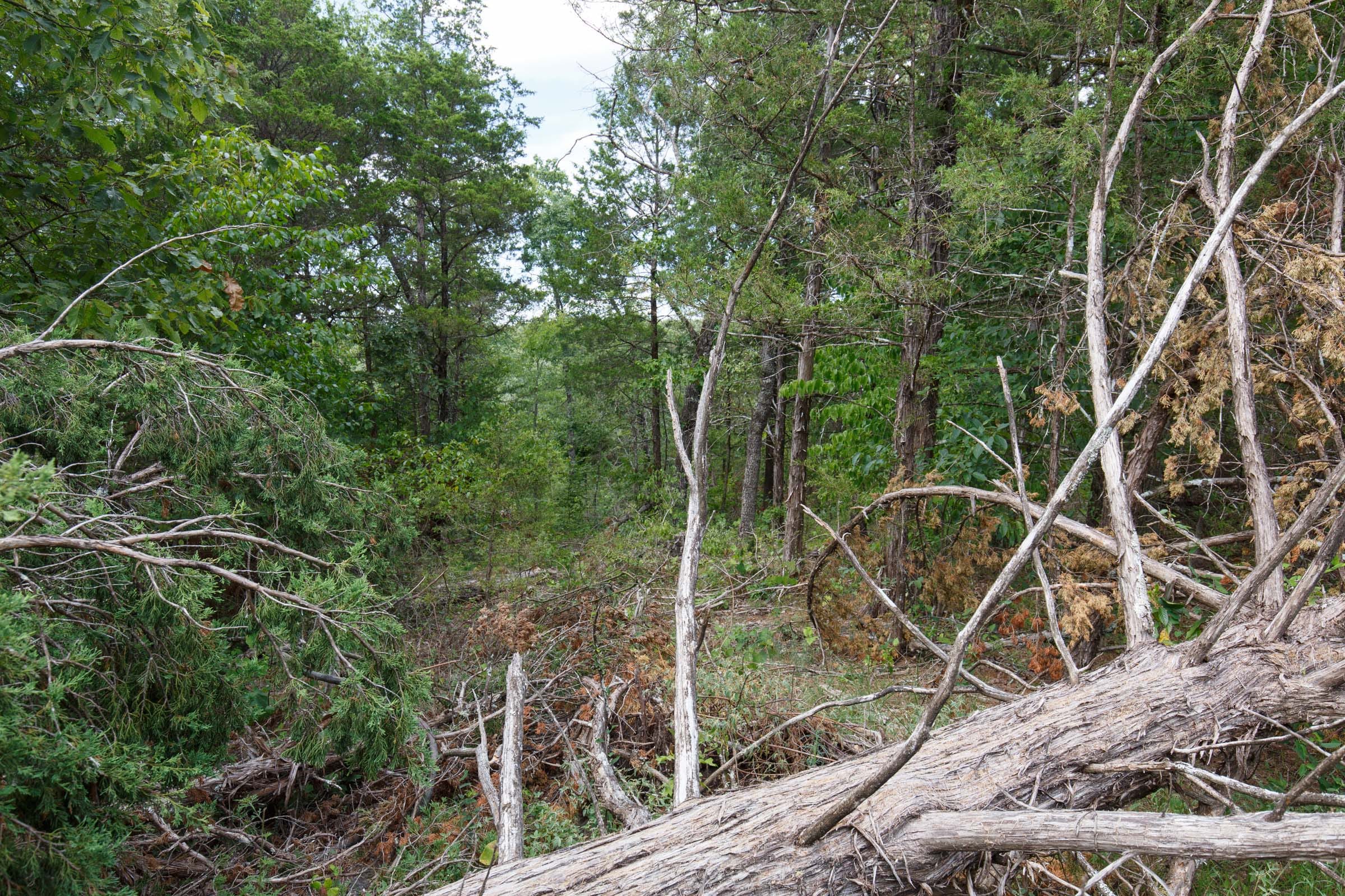 Wildwood Tract 34 photo 2