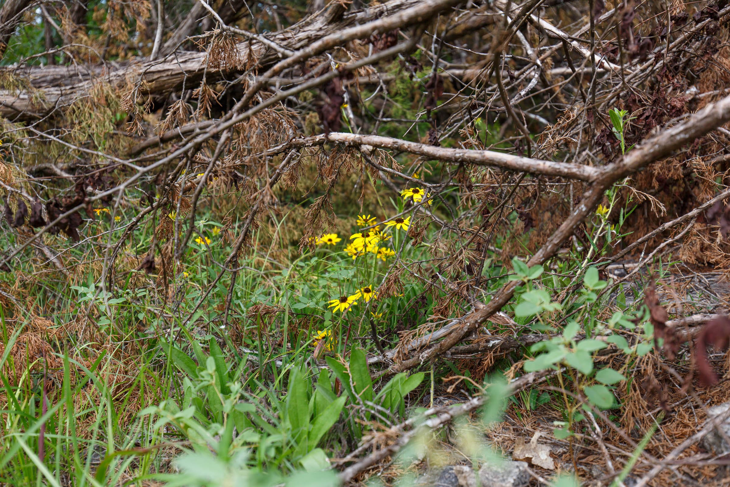 Wildwood Tract 34 photo 3