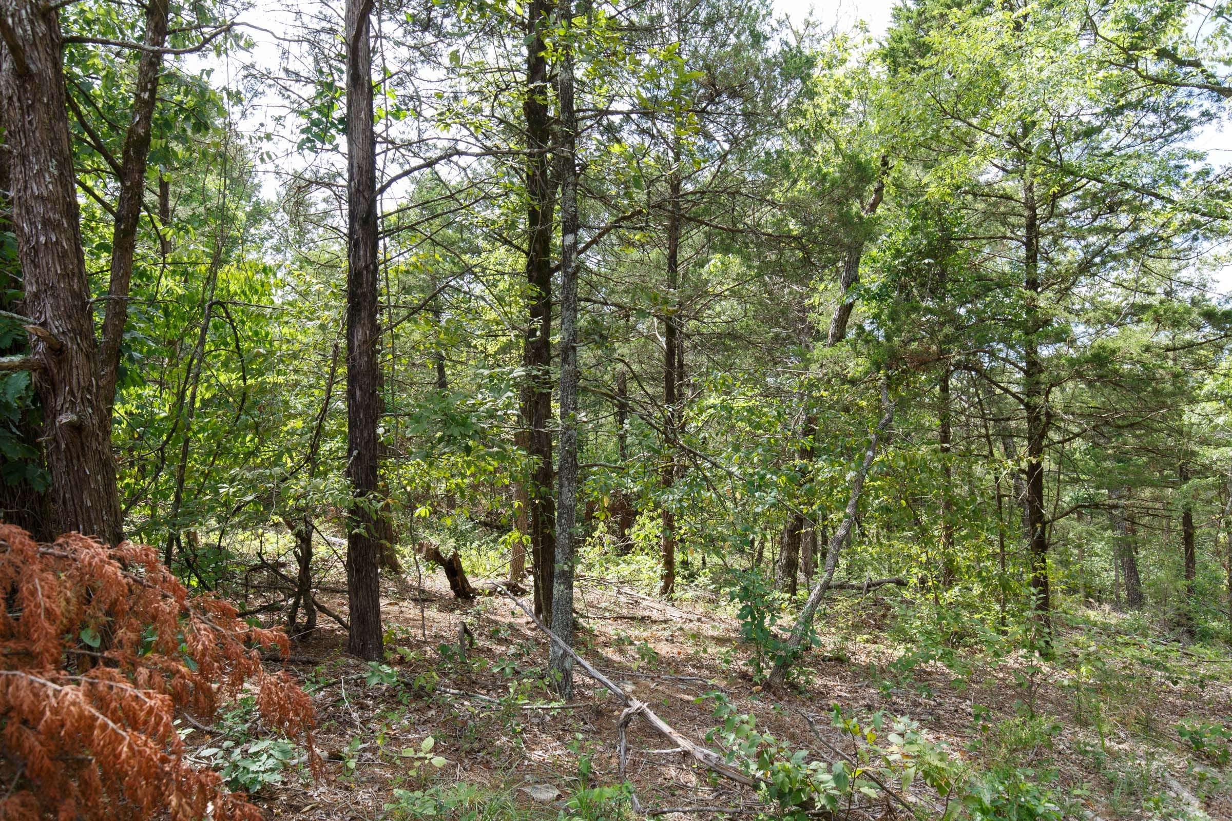 Wildwood Tract 34 photo 6