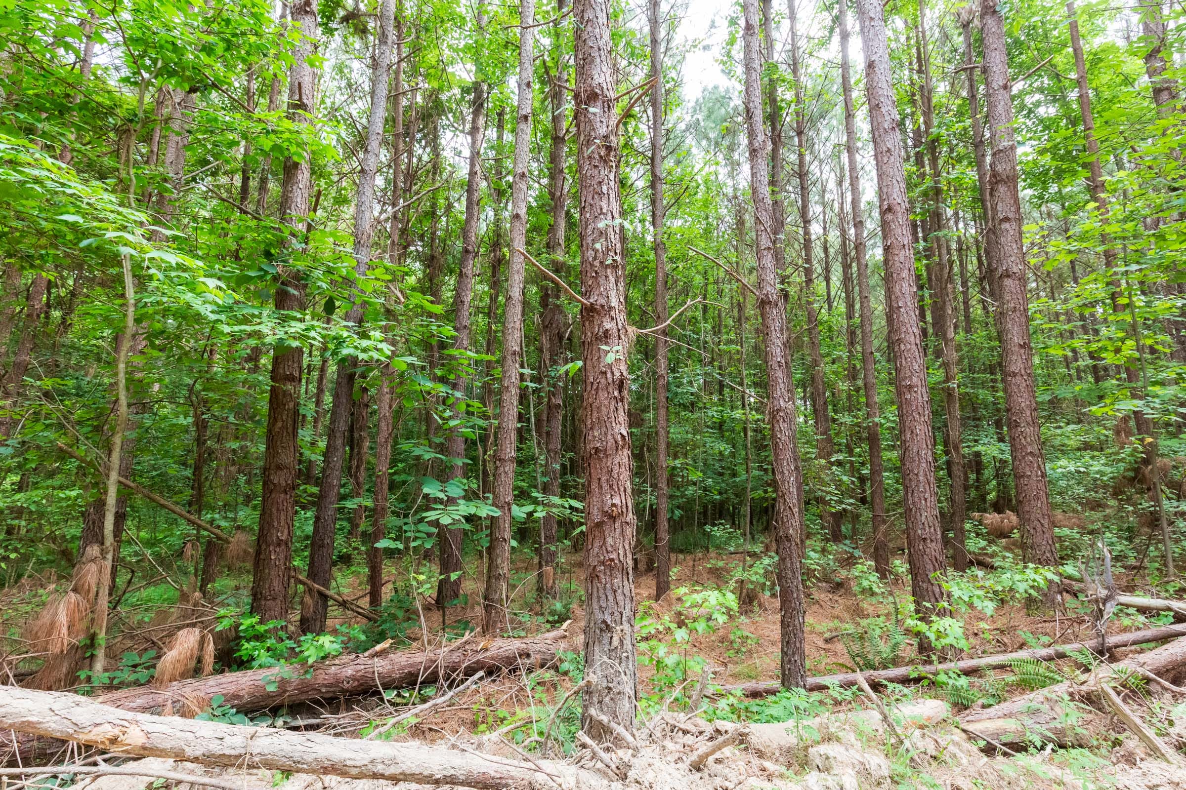 Whiskey Ridge Tract 95 photo 4