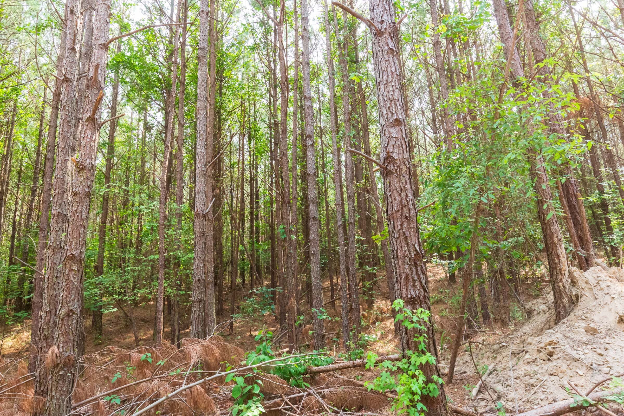 Whiskey Ridge Tract 95 photo 7
