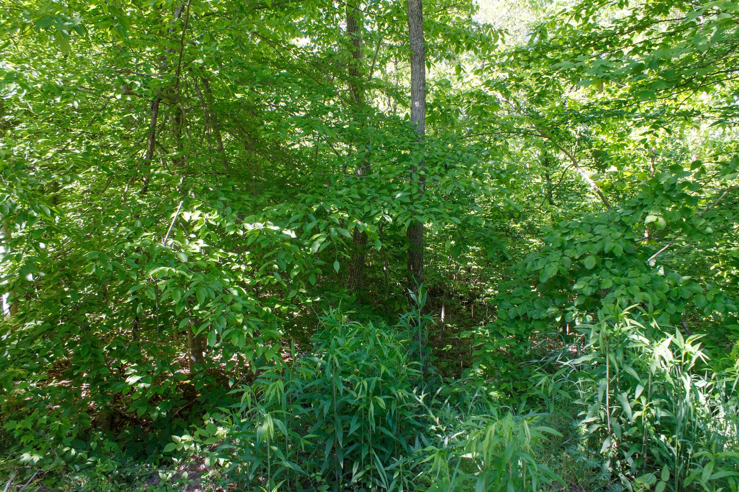 Riverbend Tract 9 photo 3