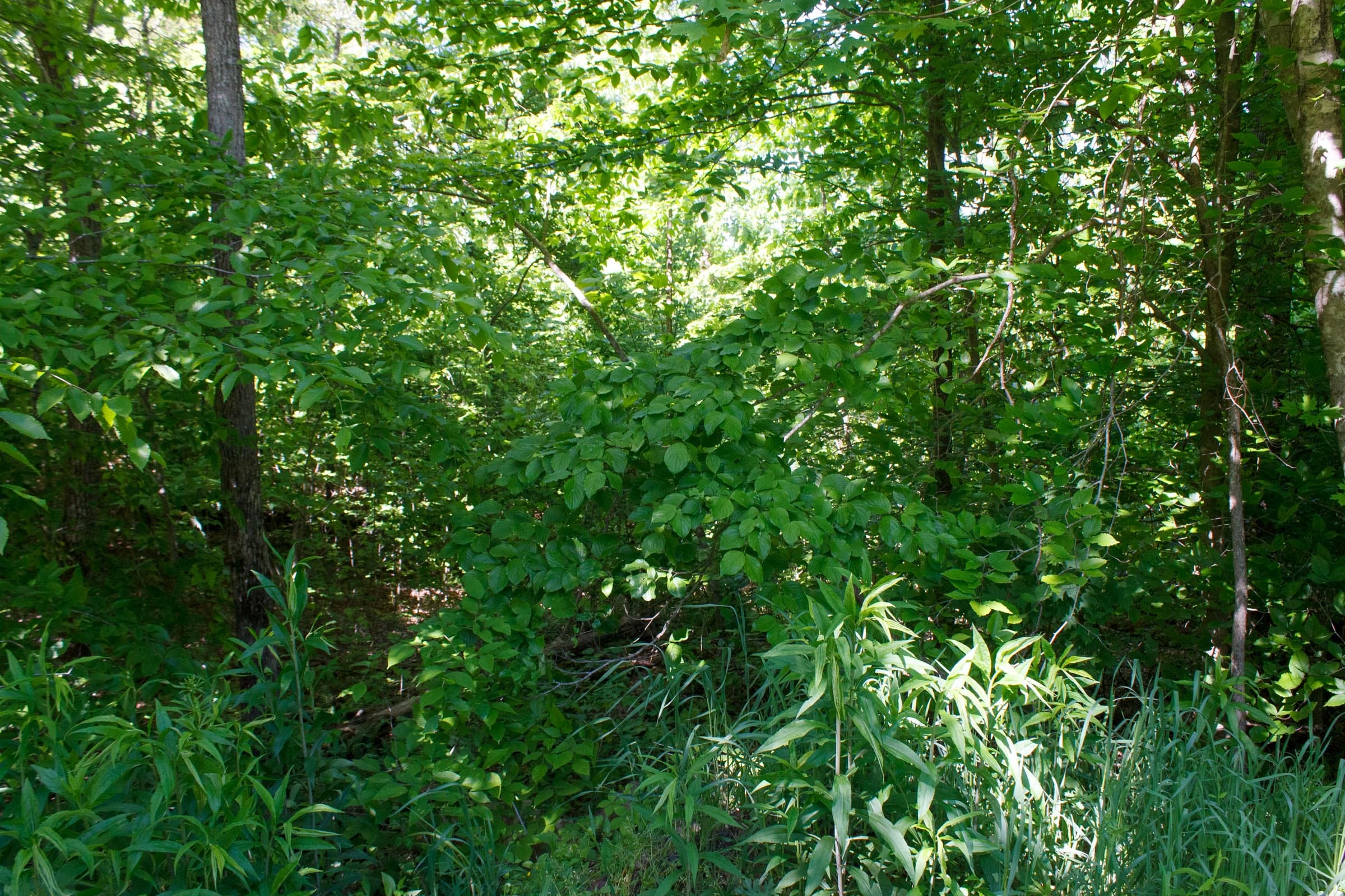 Riverbend Tract 9 photo 7
