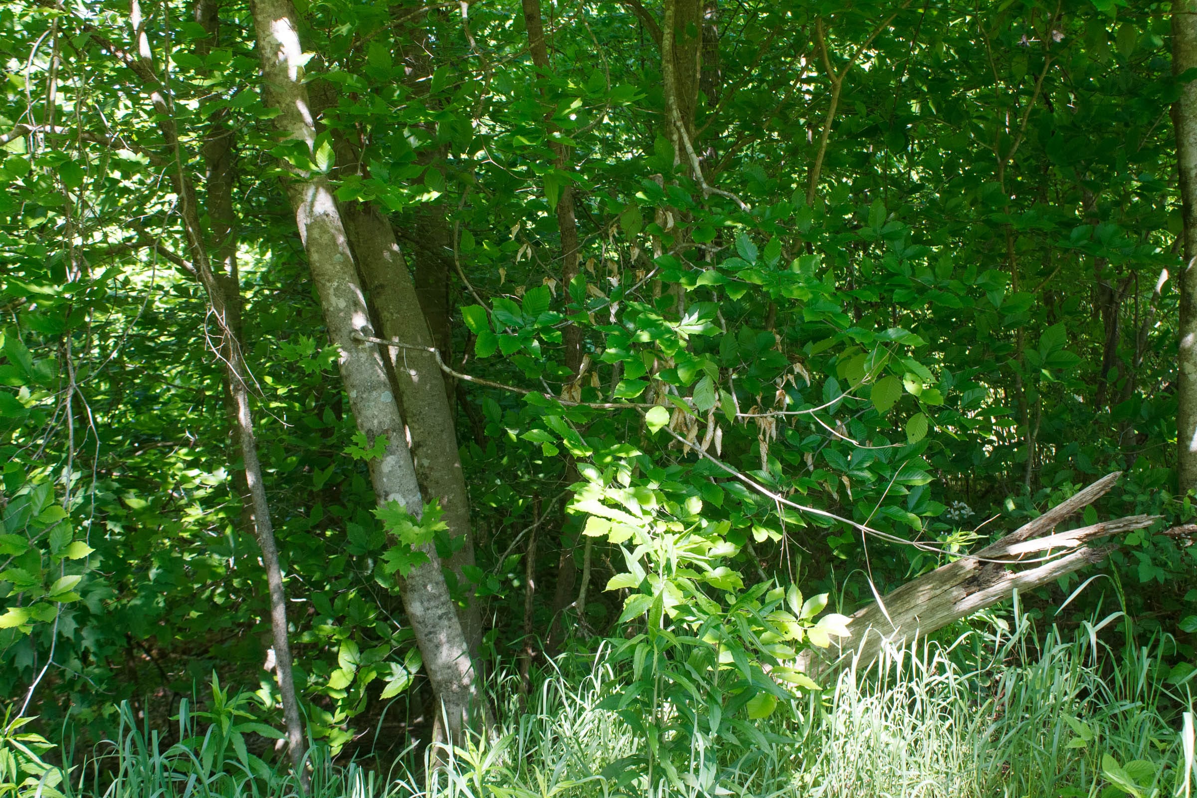 Riverbend Tract 9 photo 8