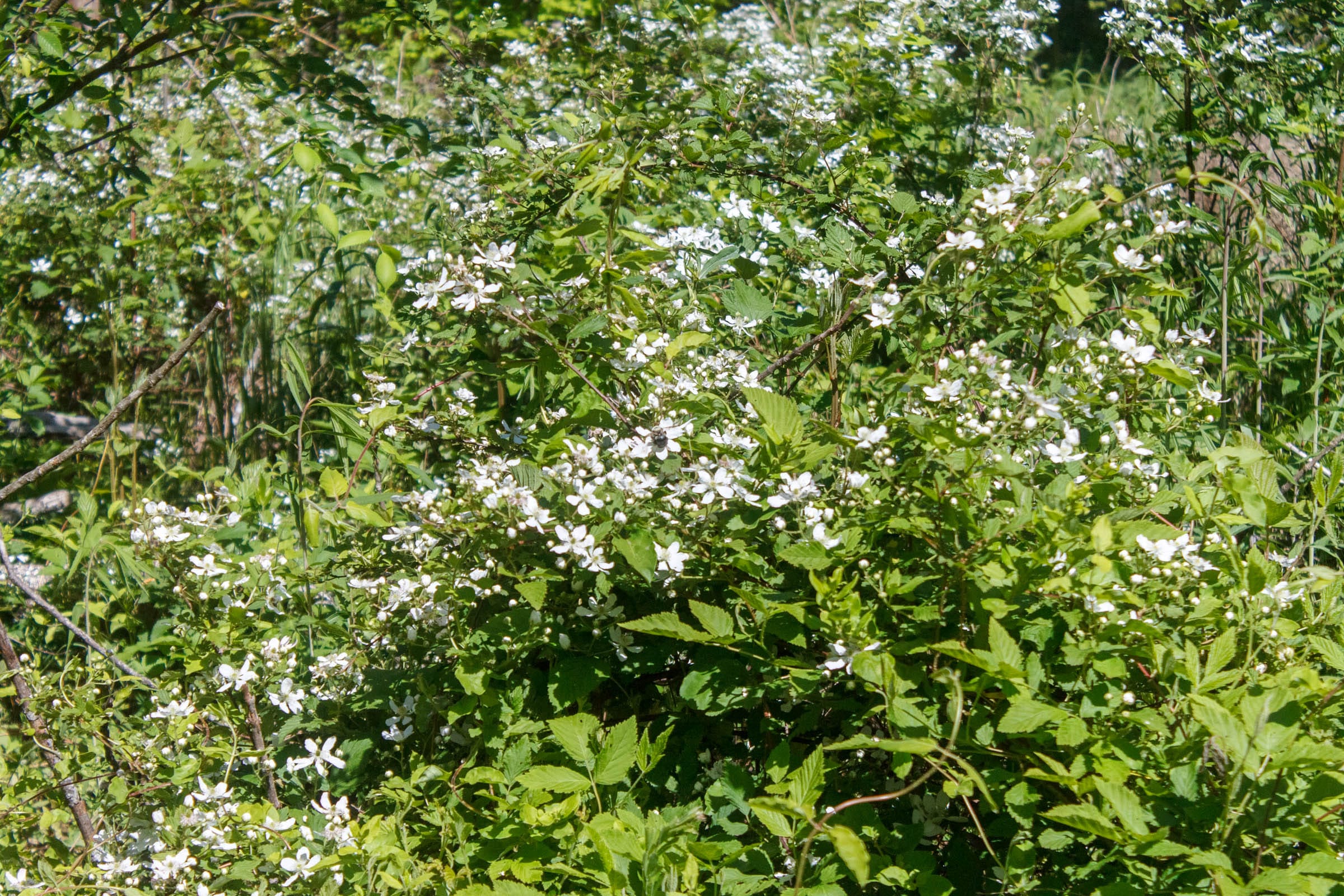 Riverbend Tract 9 photo 9