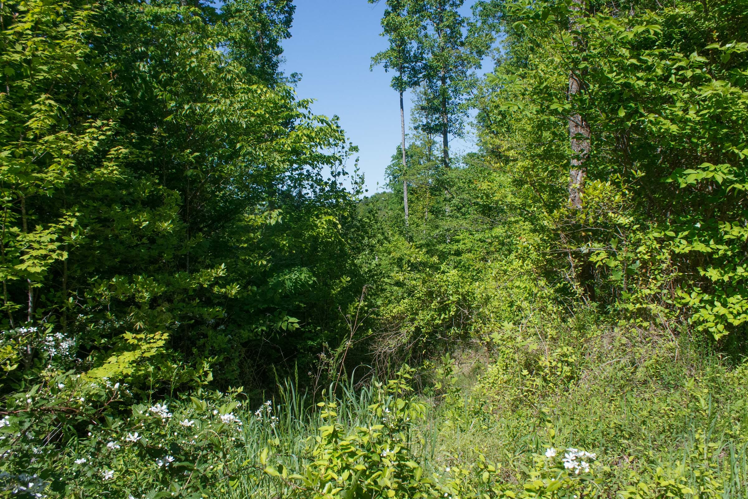 Riverbend Tract 9 photo 4