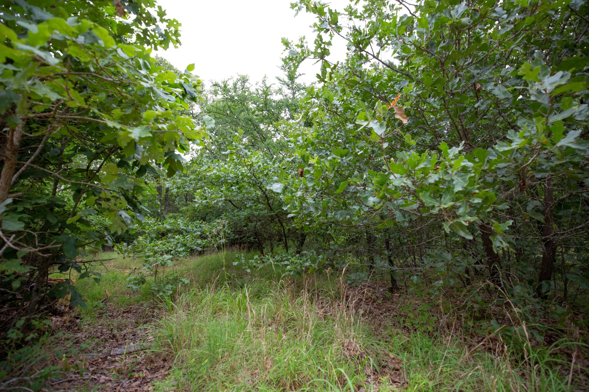 Eagle’s Nest Tract 68 photo 3