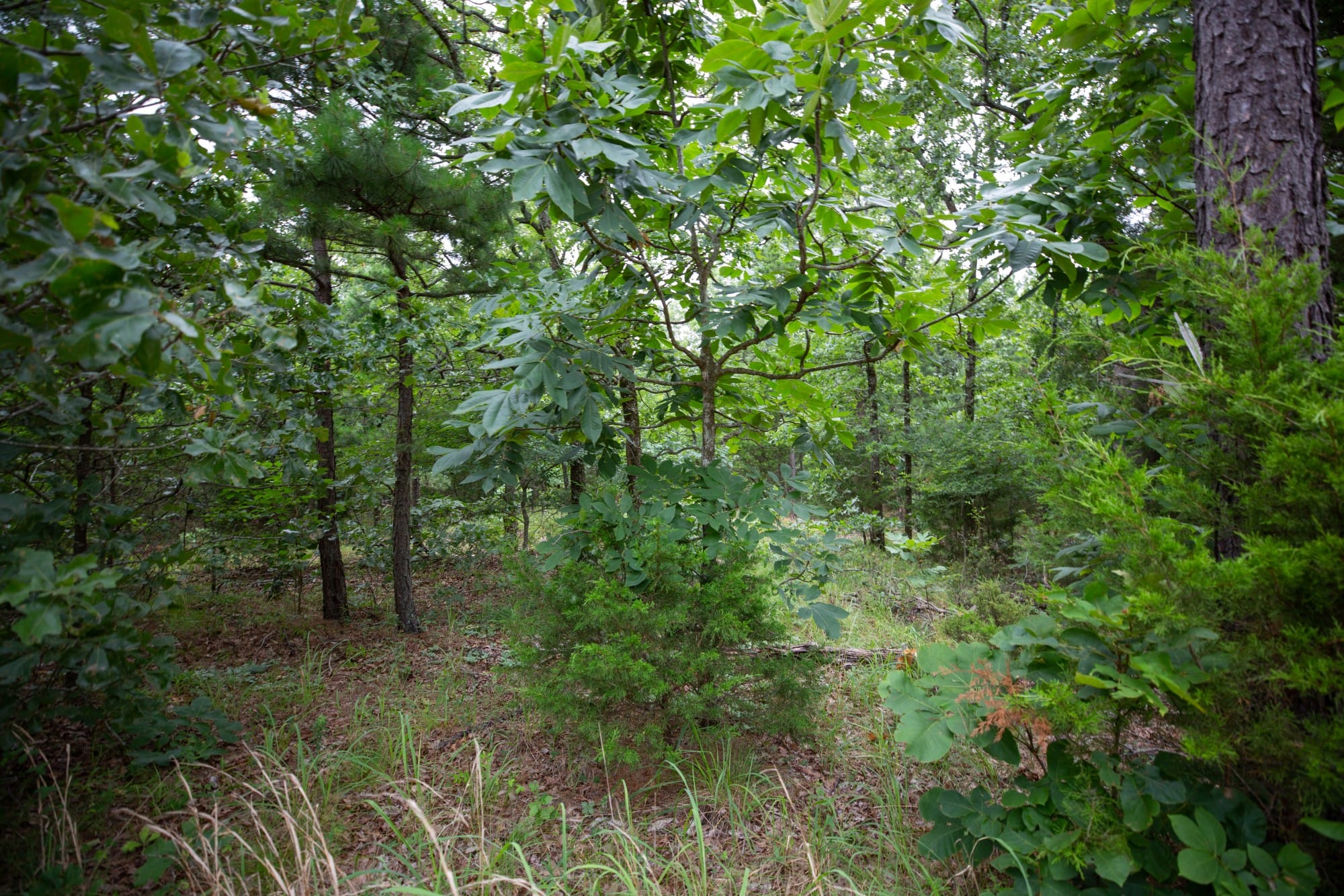 Eagle’s Nest Tract 68 photo 4