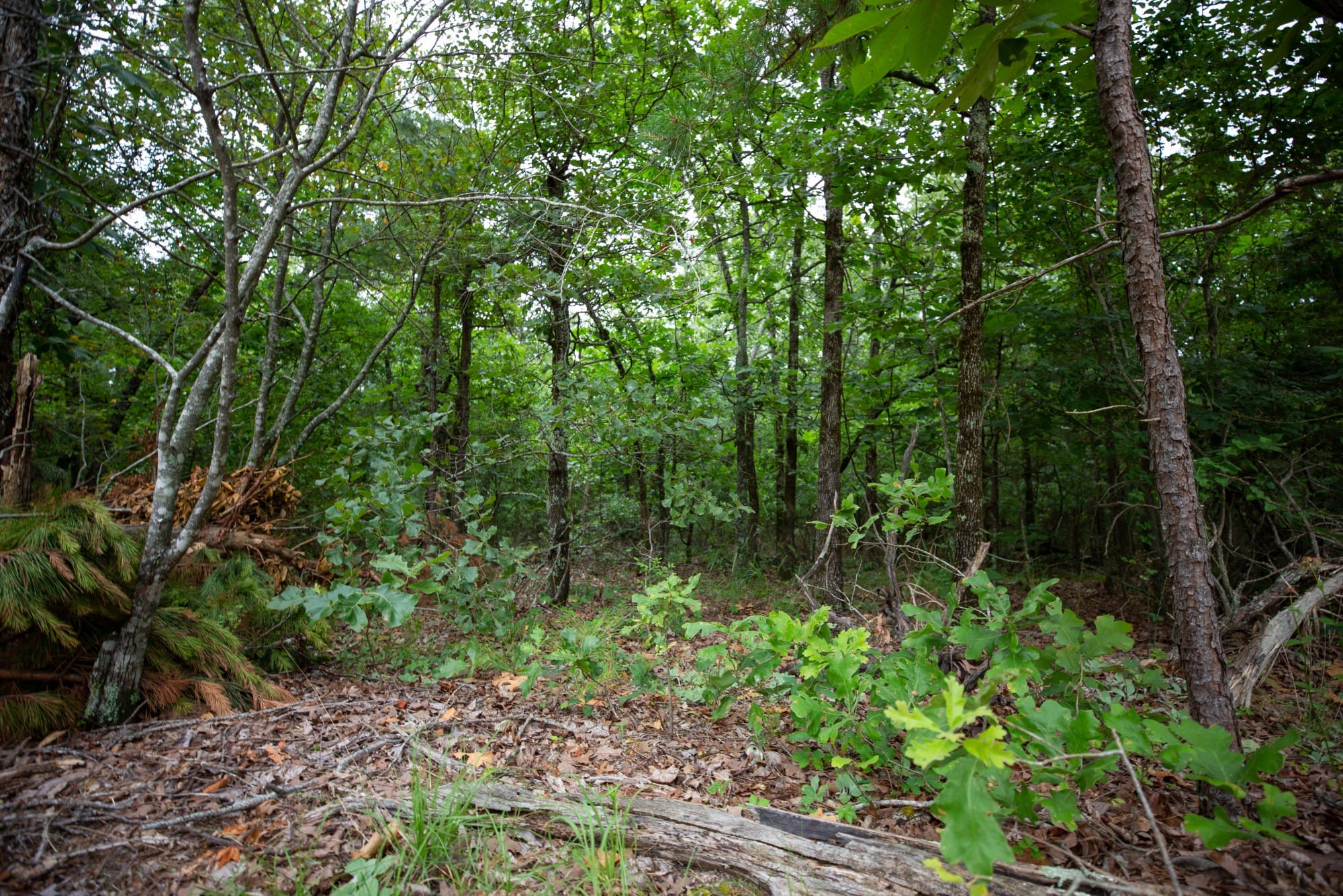 Eagle’s Nest Tract 68 photo 5