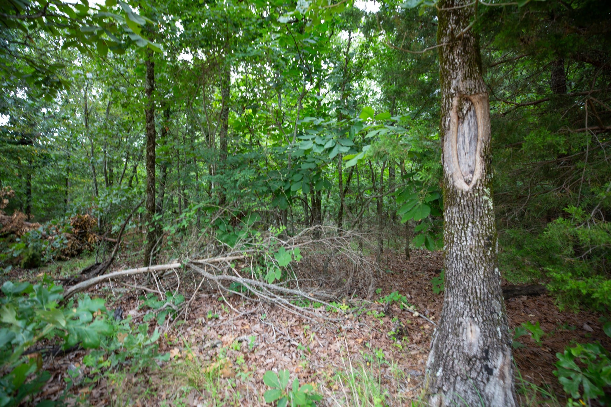 Eagle’s Nest Tract 68 photo 8