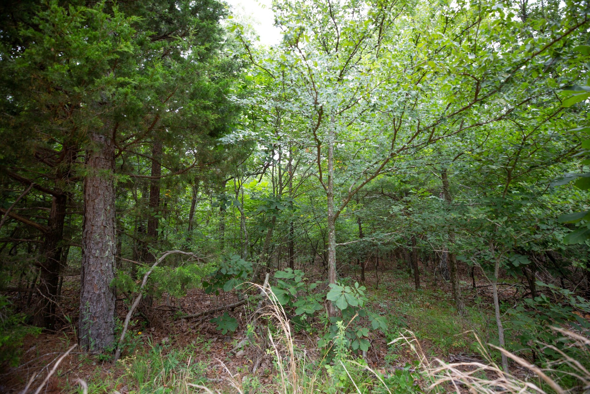 Eagle’s Nest Tract 68 photo 9