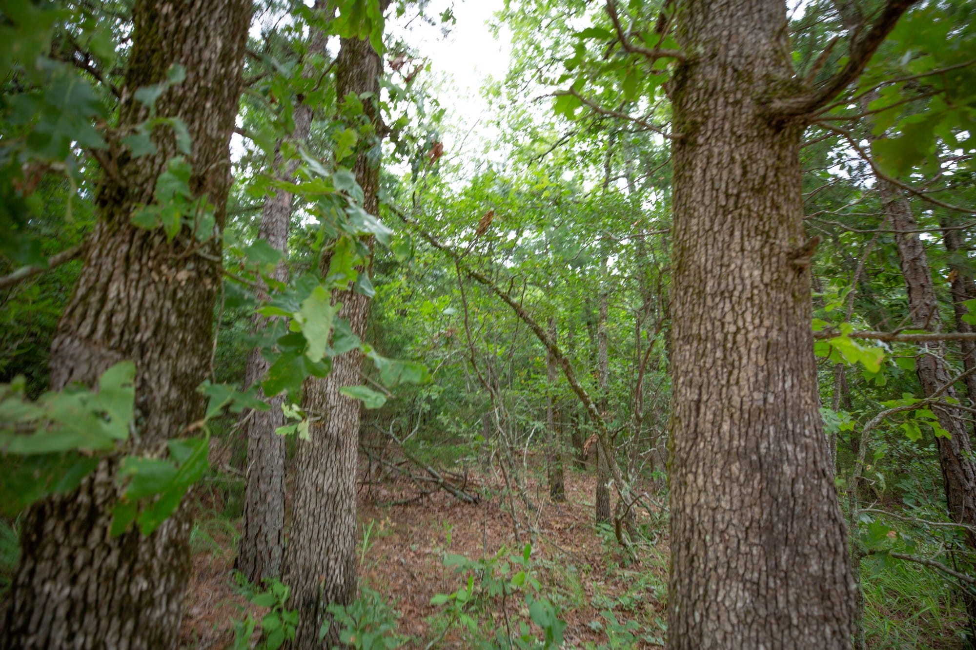 Eagle’s Nest Tract 68 photo 10