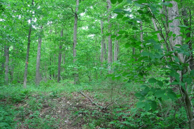 Whispering Oaks Tract 3 photo 2
