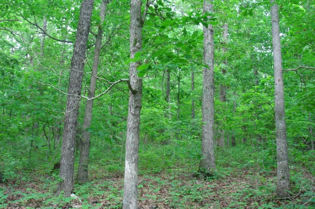 Whispering Oaks Tract 3 photo 3