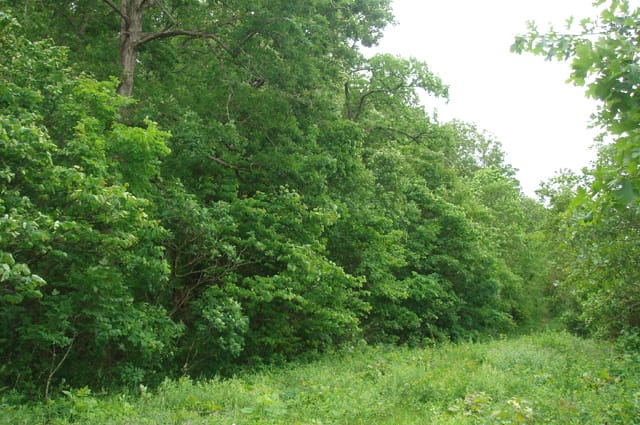 Whispering Oaks Tract 3 photo 4