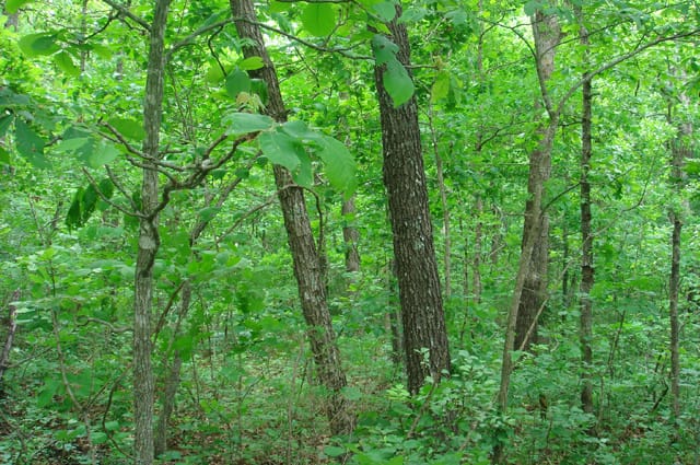 Whispering Oaks Tract 3 photo 6