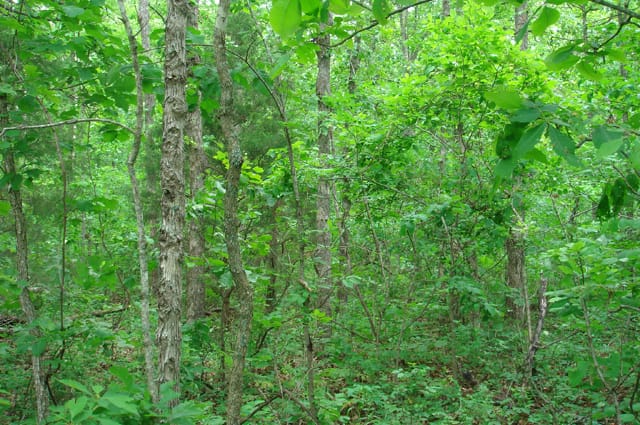Whispering Oaks Tract 3 photo 7