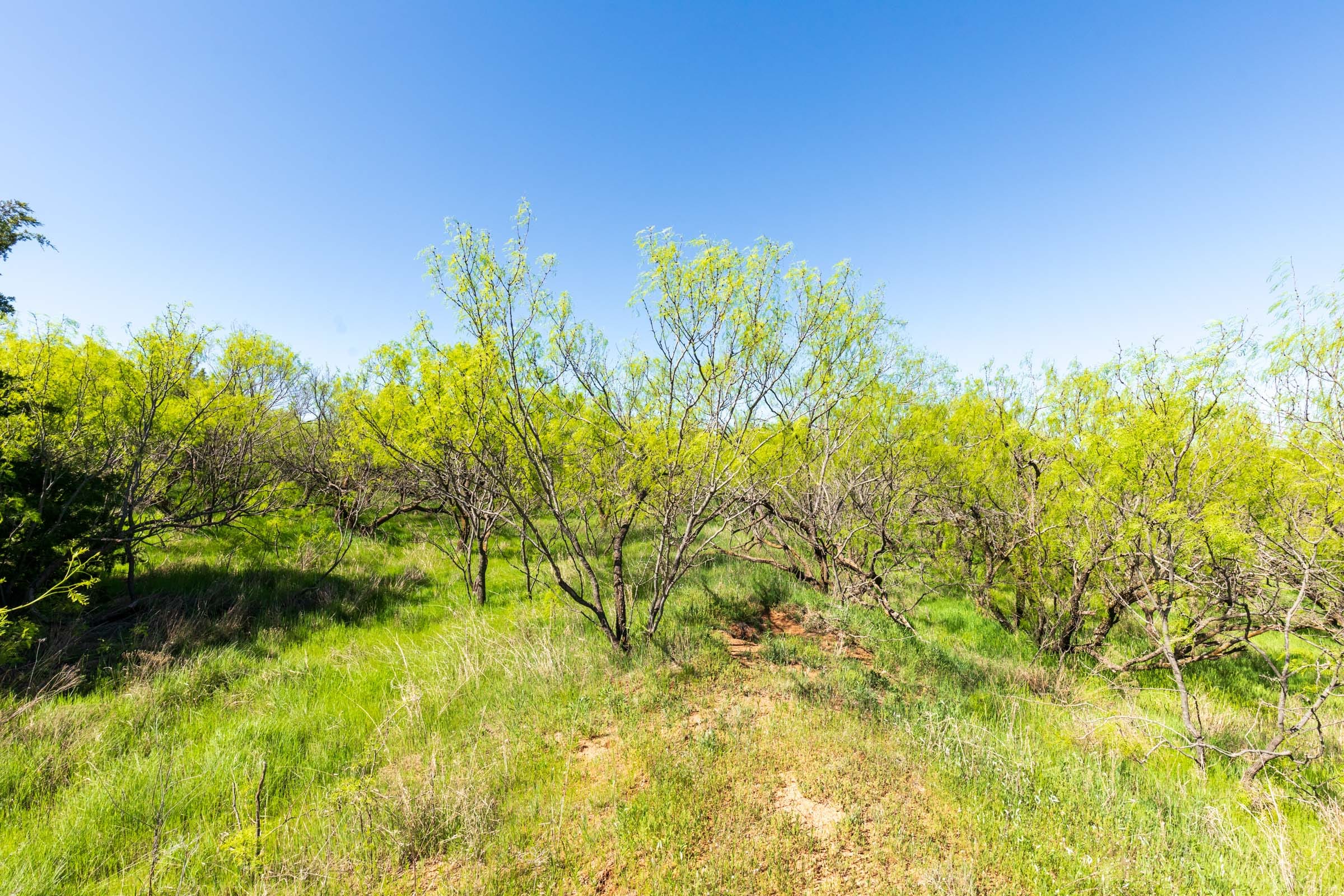 Hackberry Fields Tract 7 photo 3