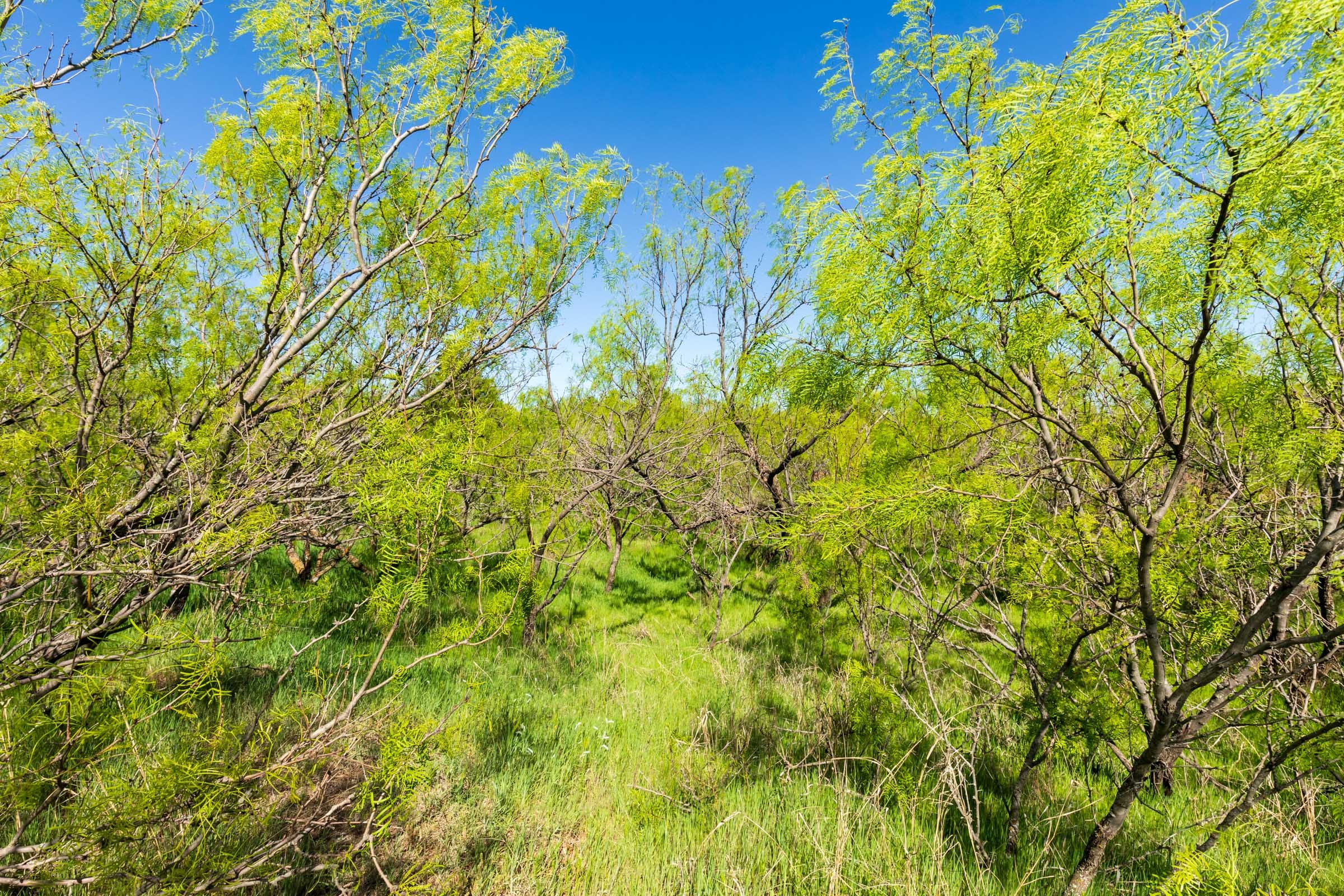 Hackberry Fields Tract 7 photo 4