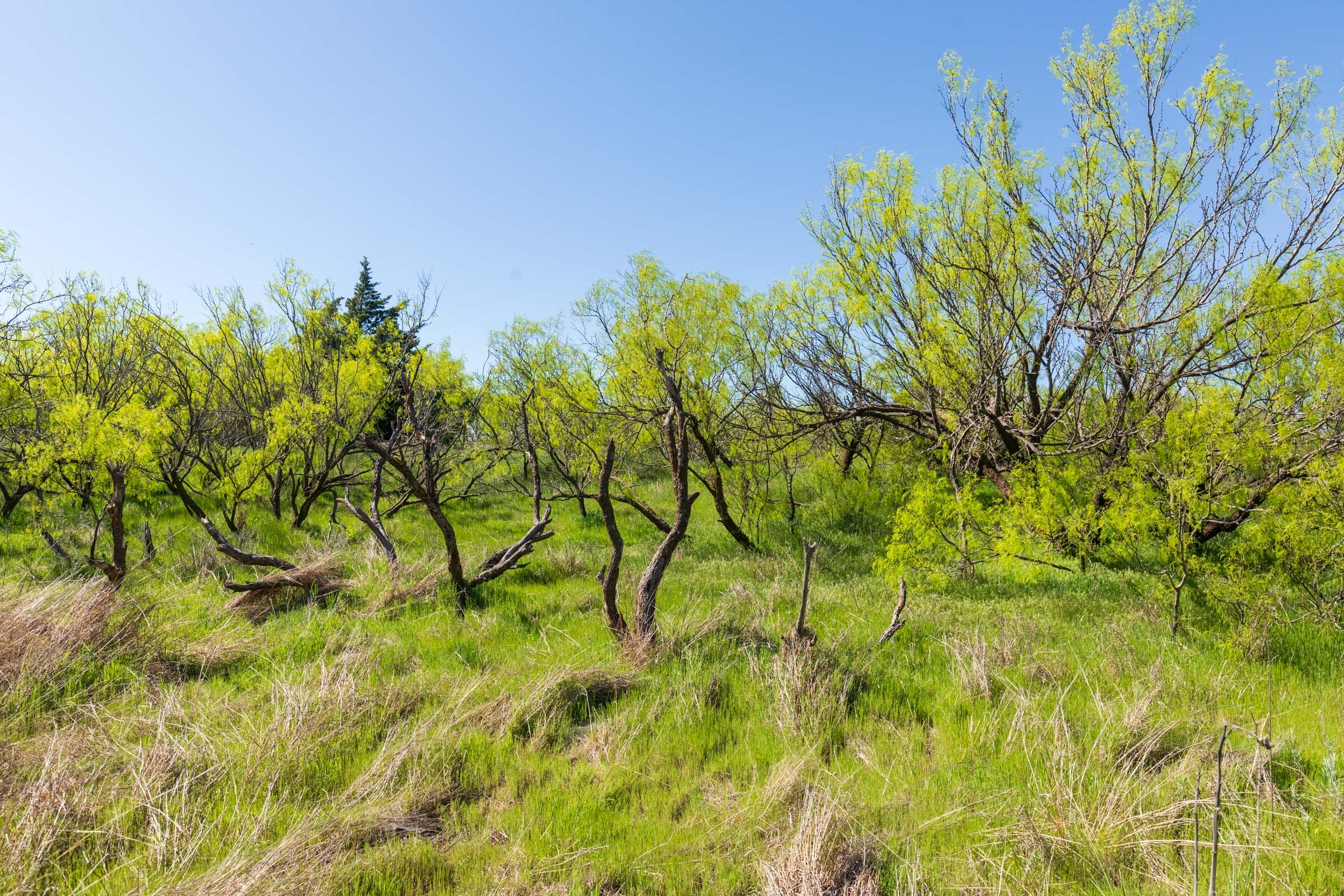 Hackberry Fields Tract 7 photo 6