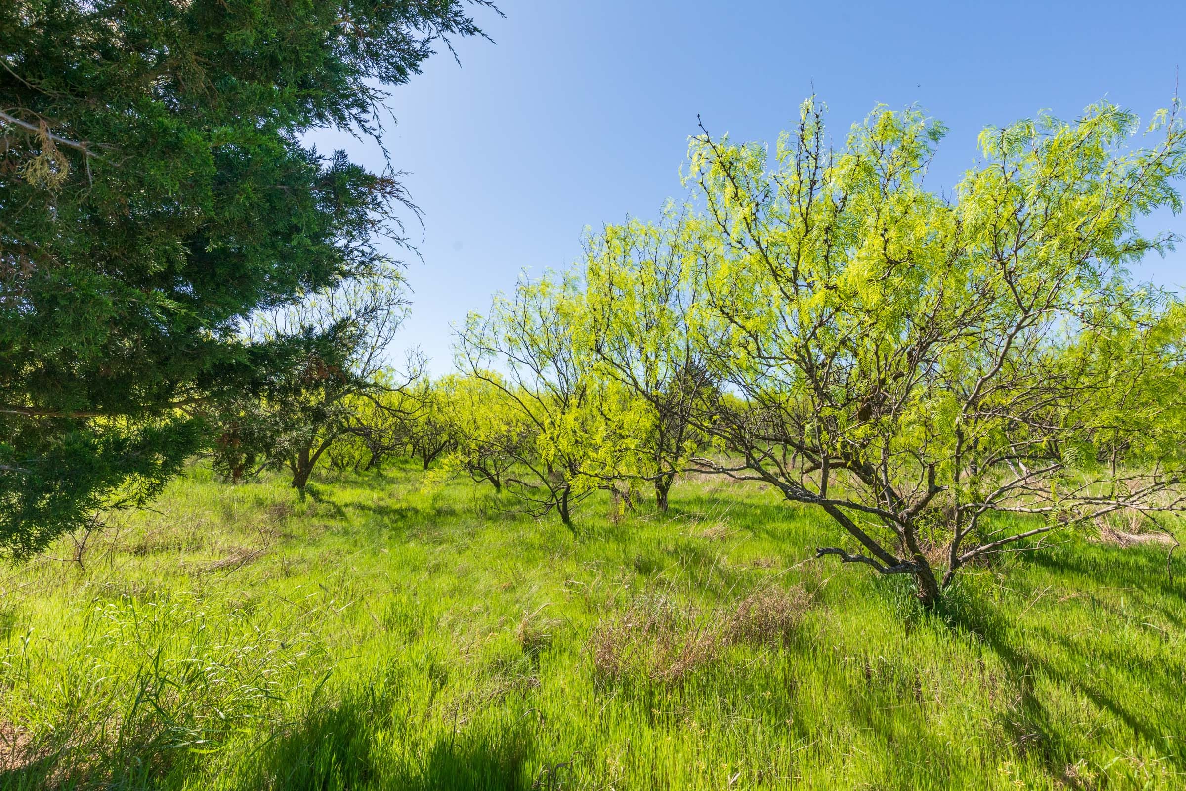 Hackberry Fields Tract 7 photo 8