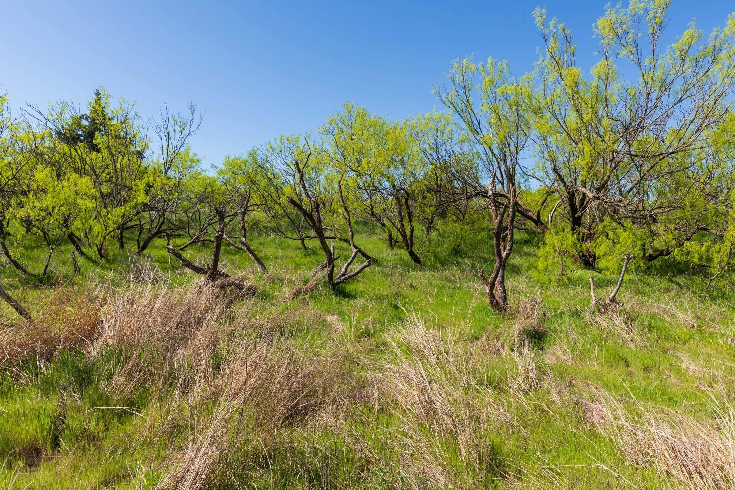 Hackberry Fields Tract 7 photo 9