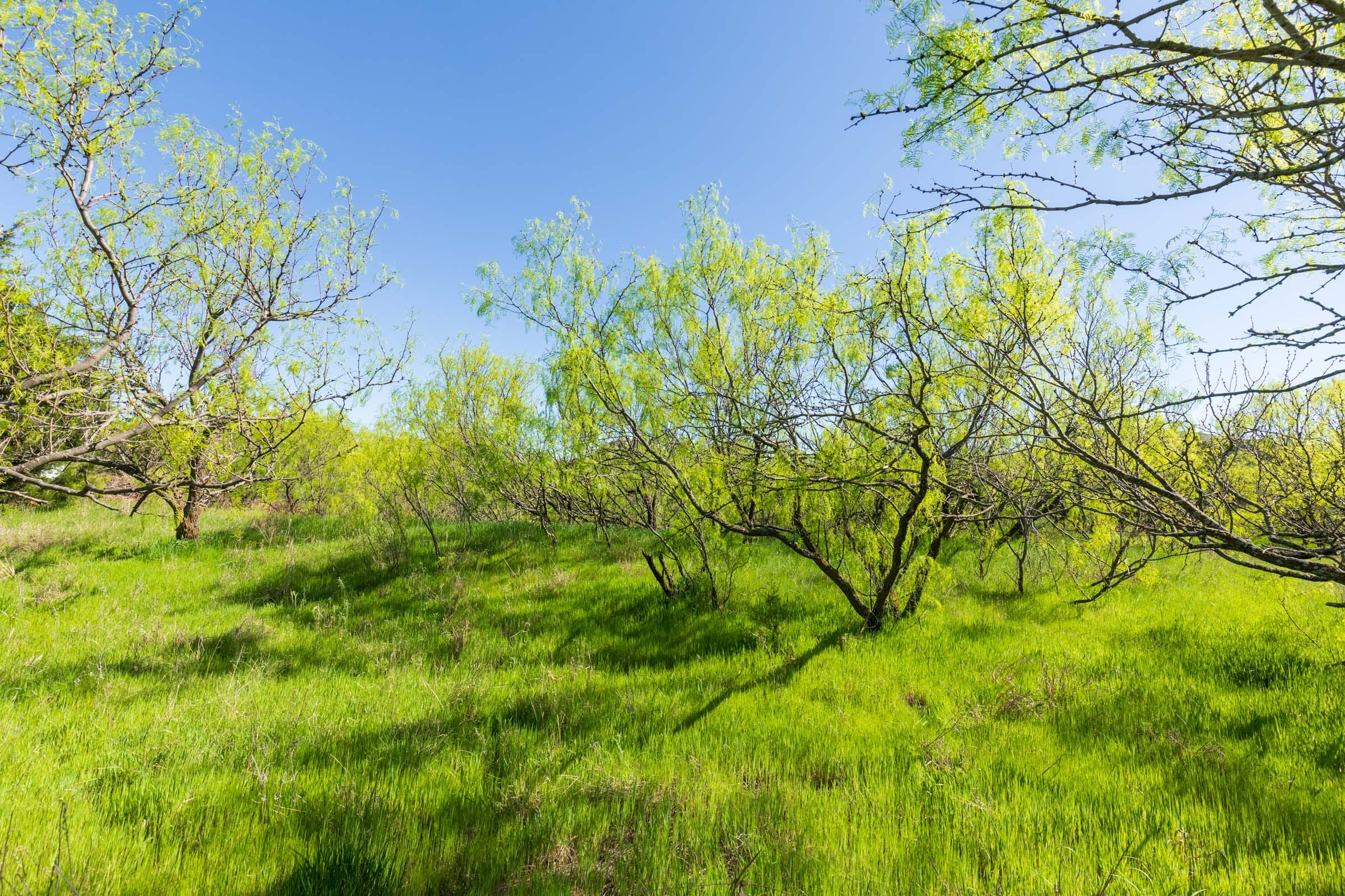 Hackberry Fields Tract 7 photo 10