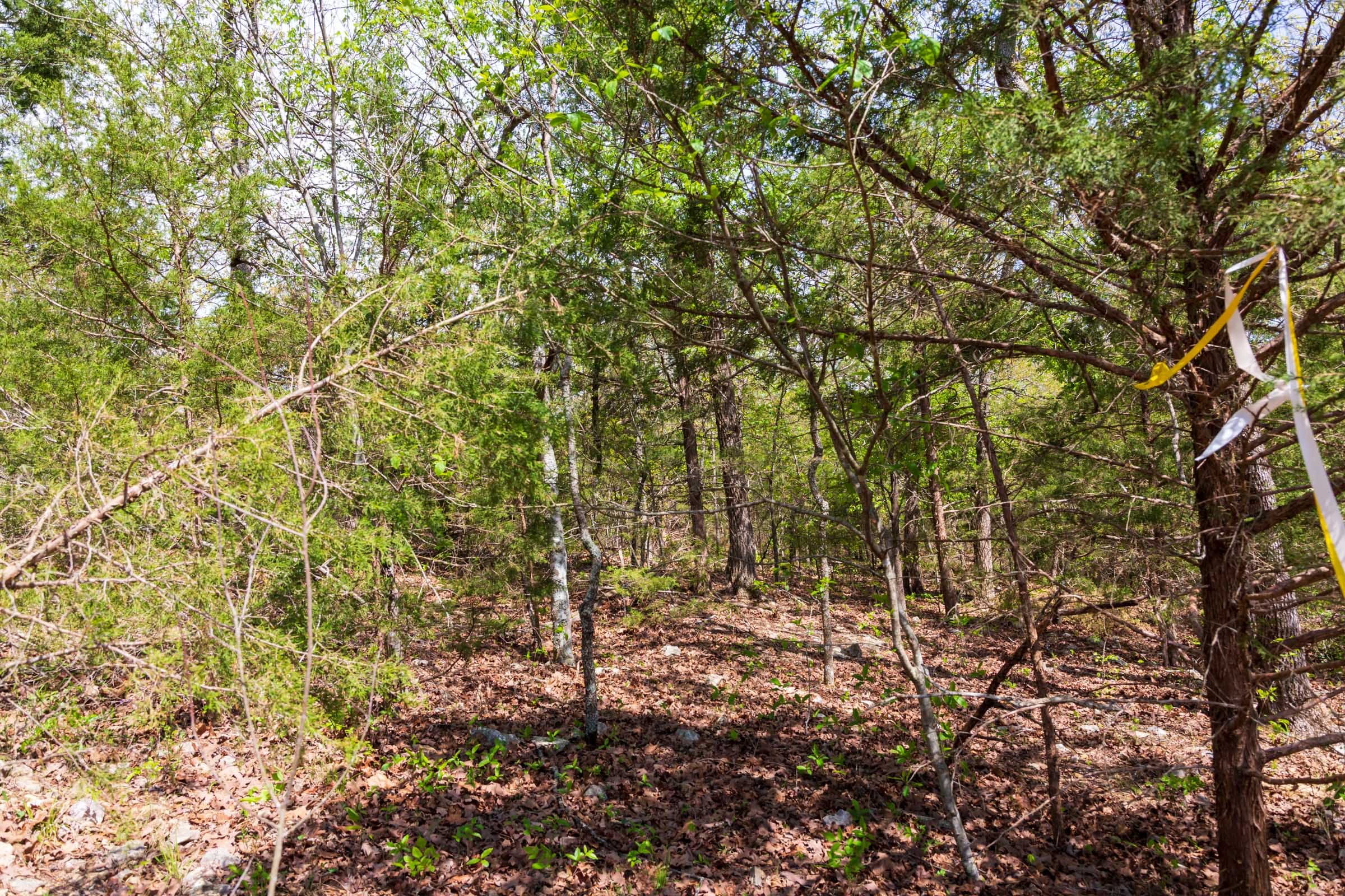Autumnwood Tract 10 photo 2