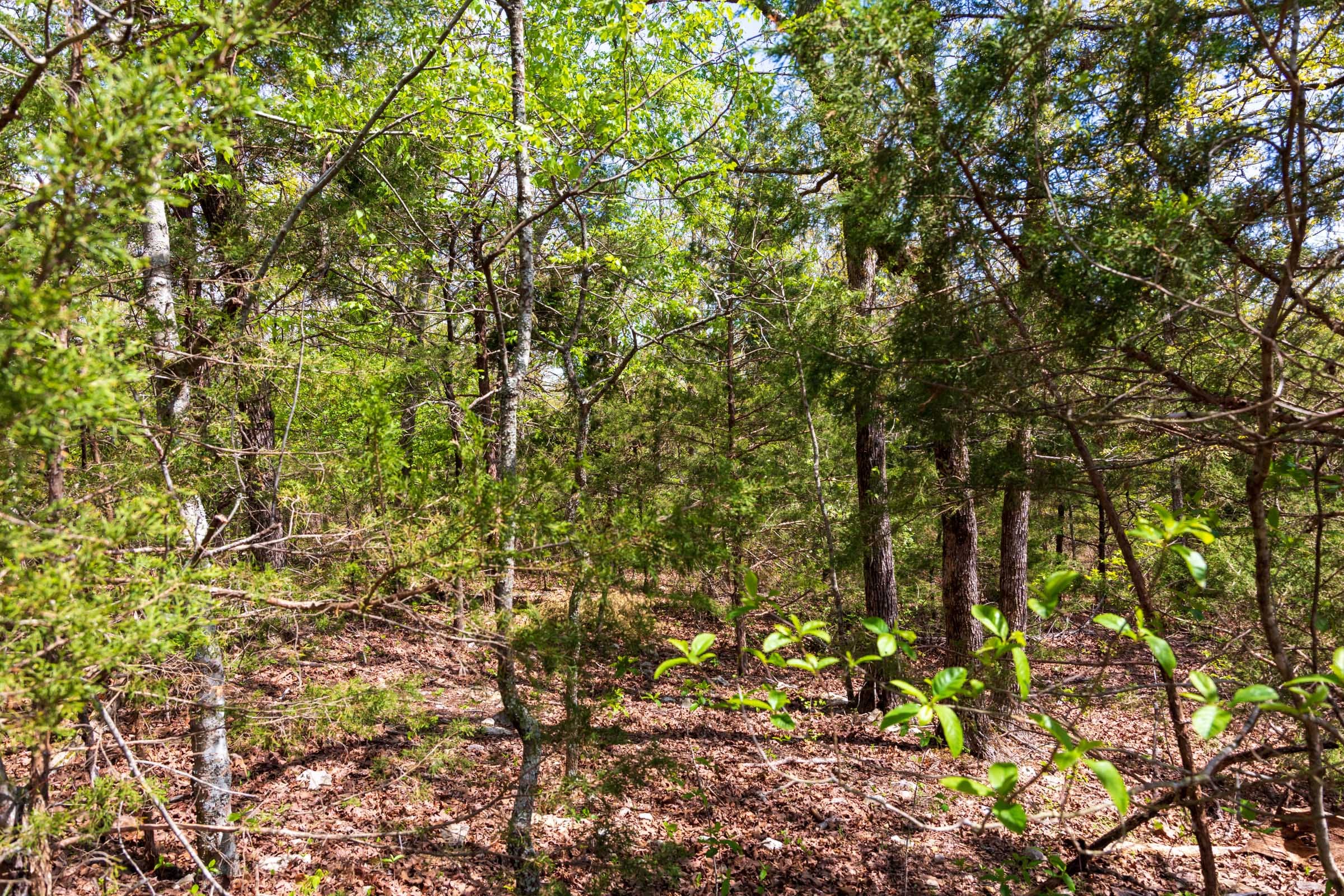 Autumnwood Tract 10 photo 3