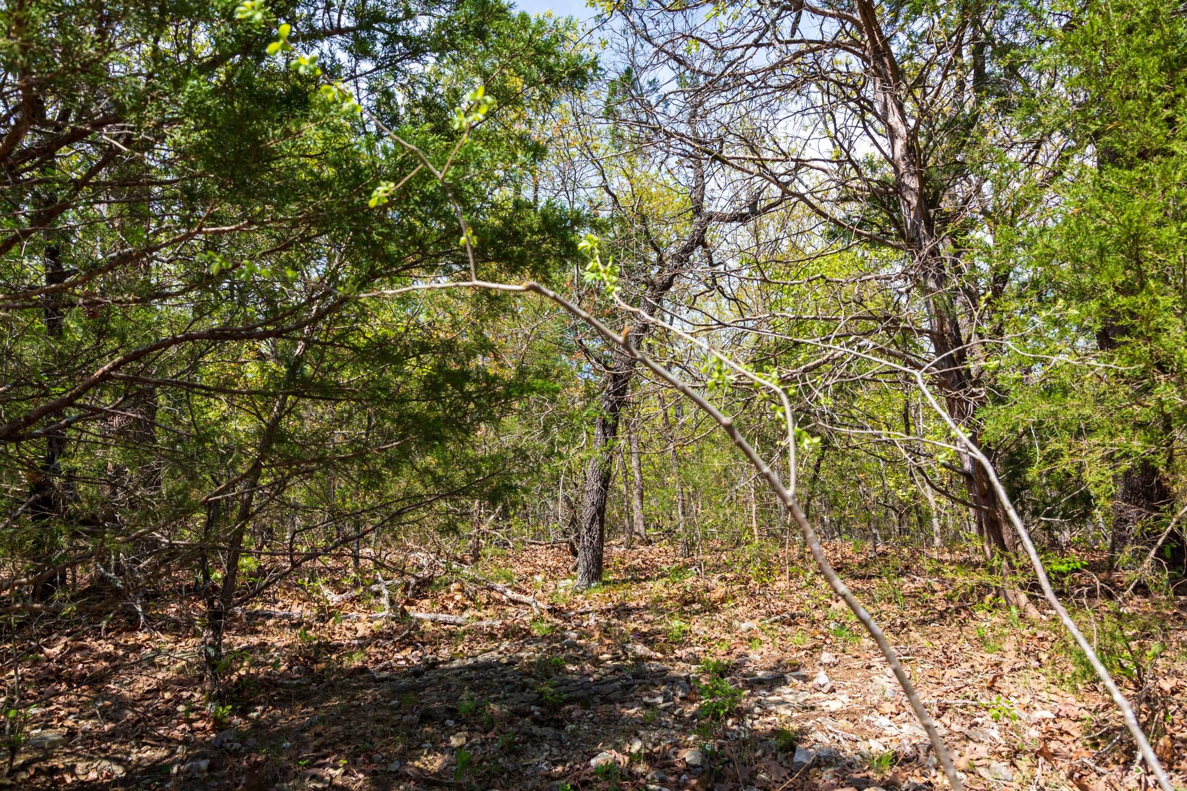Autumnwood Tract 10 photo 5