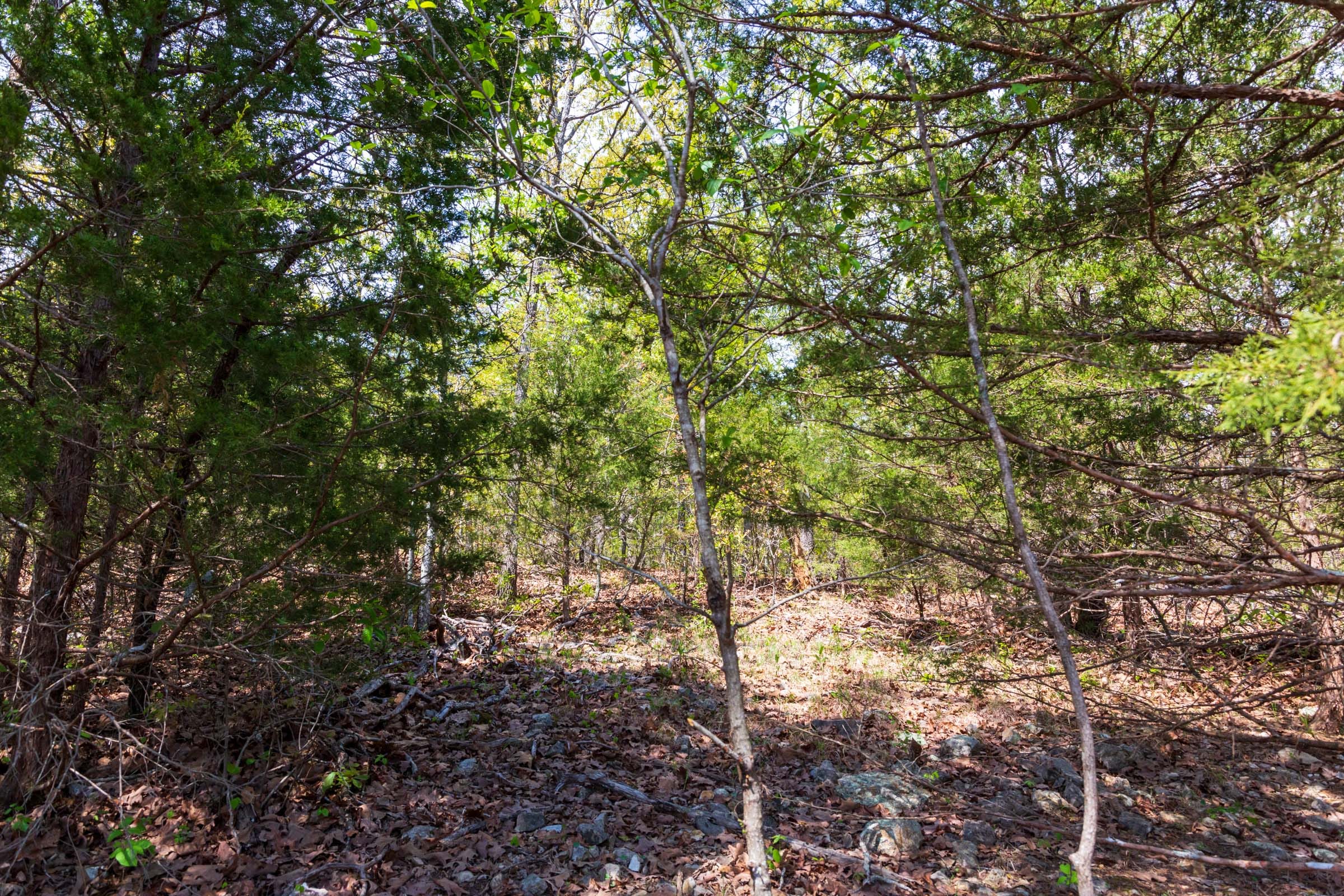 Autumnwood Tract 10 photo 6