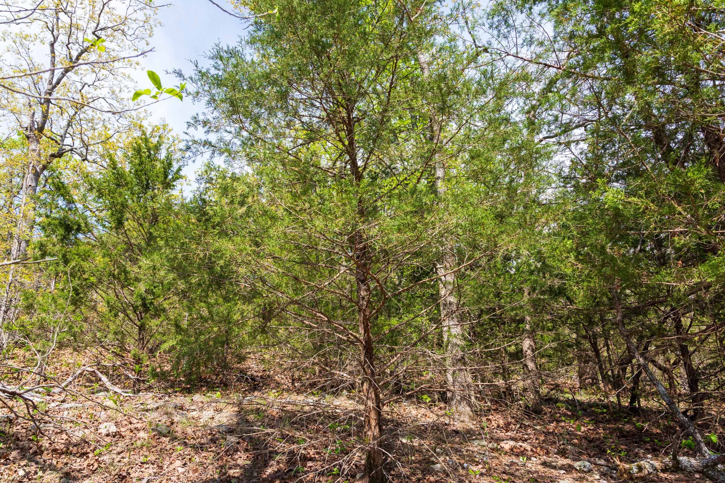 Autumnwood Tract 10 photo 7