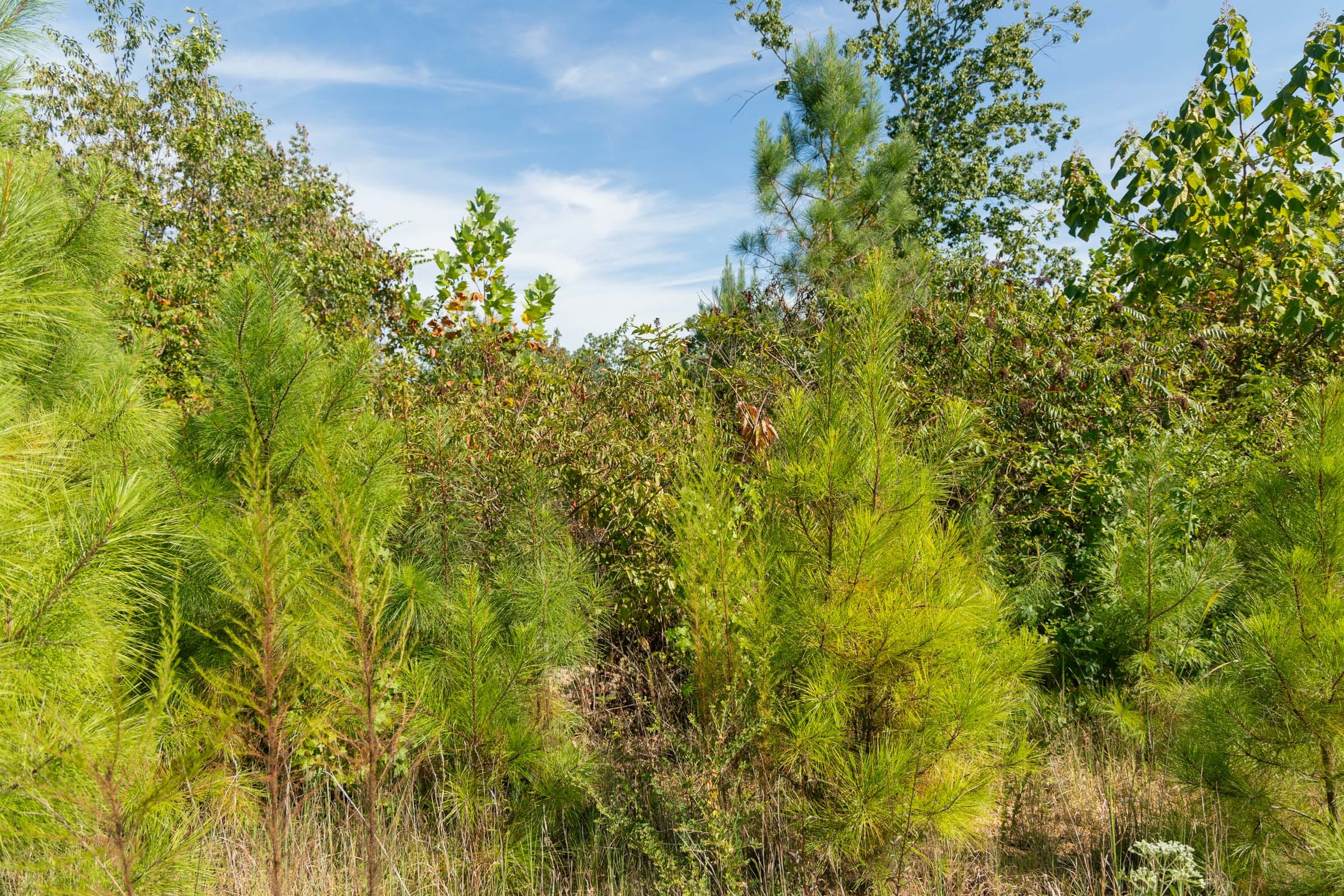 Big White Oak Tract 39 photo 6