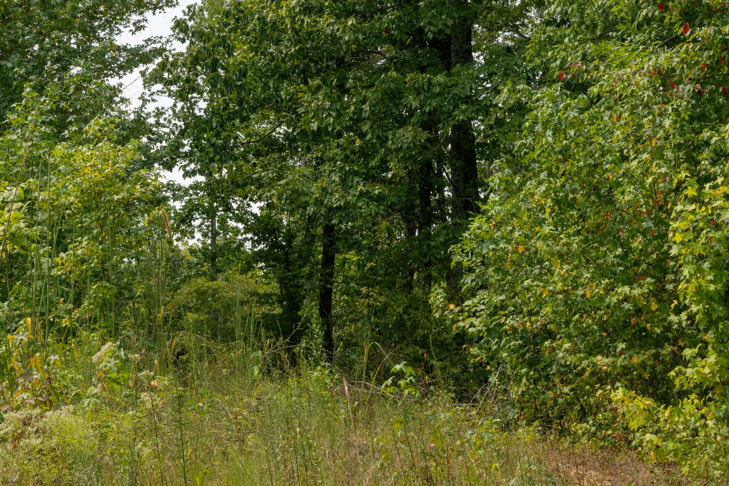 Big White Oak Tract 66 photo 9