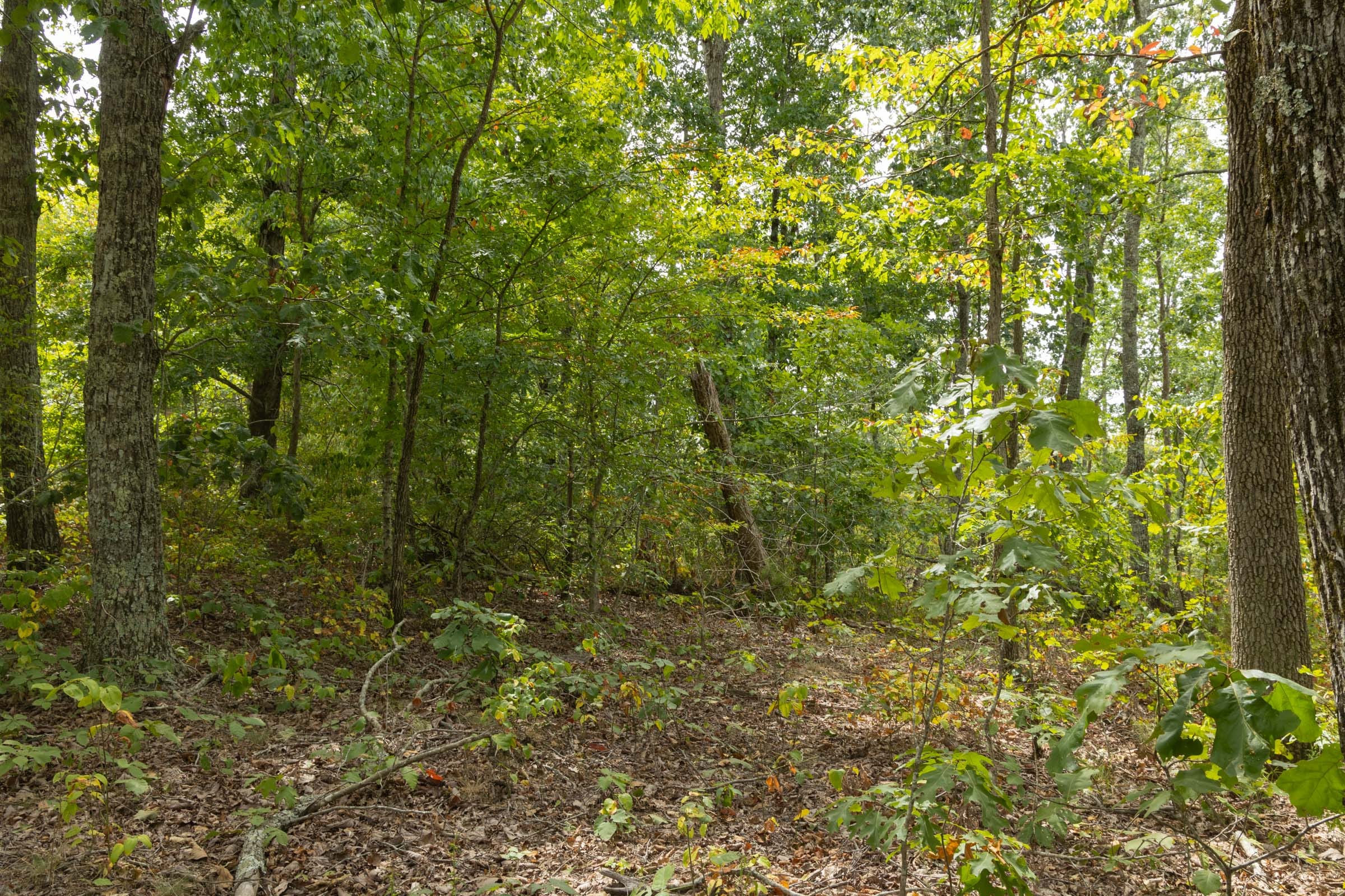 Big White Oak Tract 66 photo 7