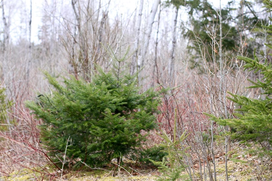 Sunrise Estates Tract 6 photo 6