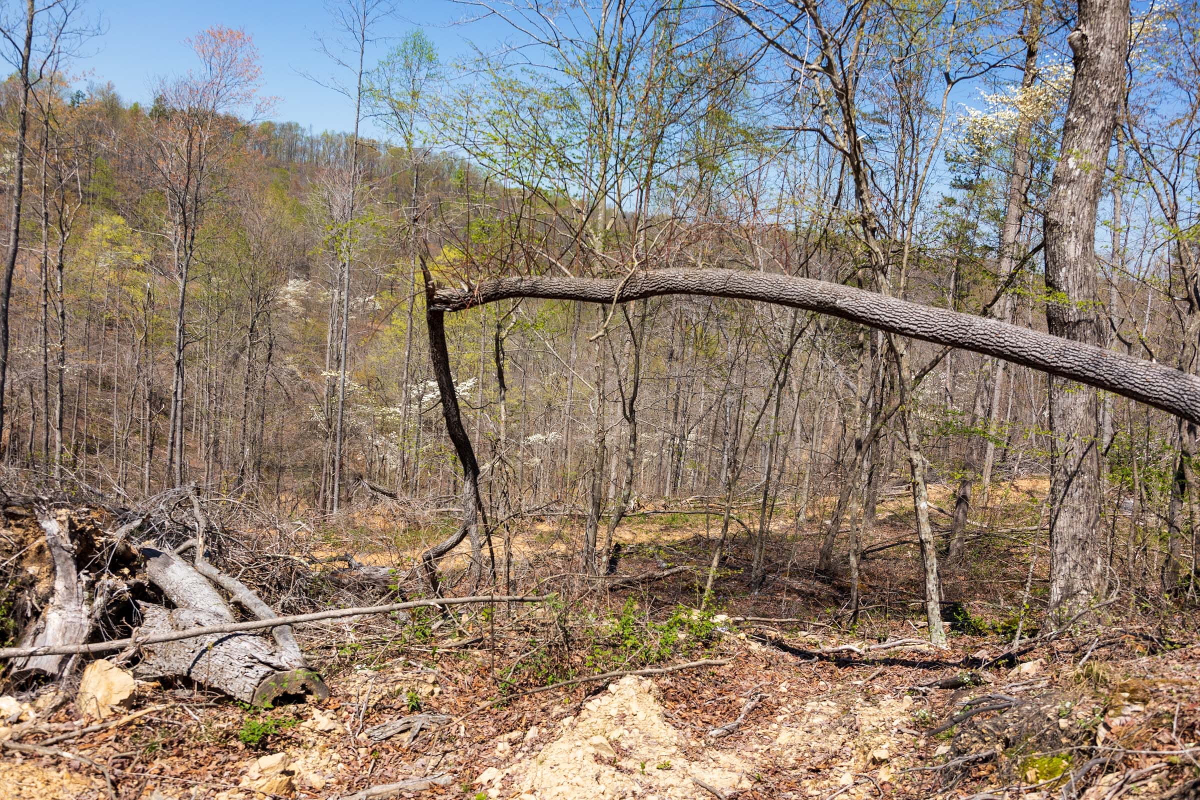 Creek Hollow Phase I Tract 51 photo 8