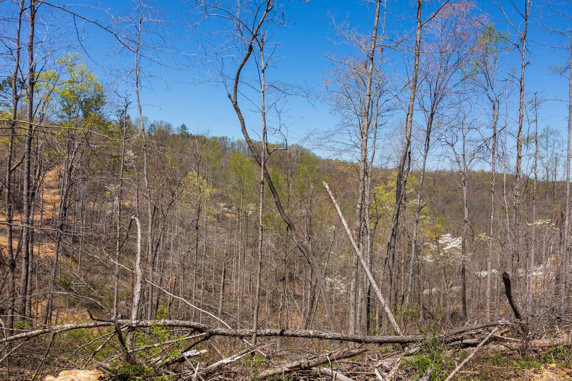 Creek Hollow Phase I Tract 51 photo 6