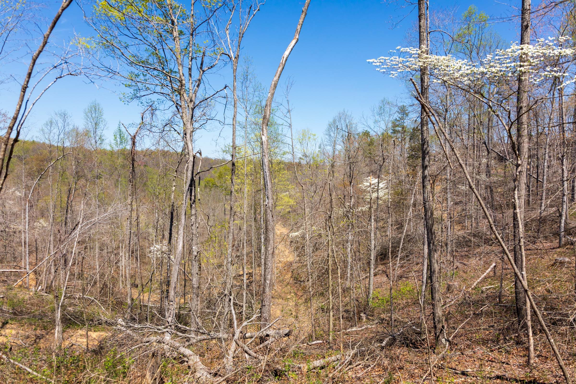 Creek Hollow Phase I Tract 51 photo 4