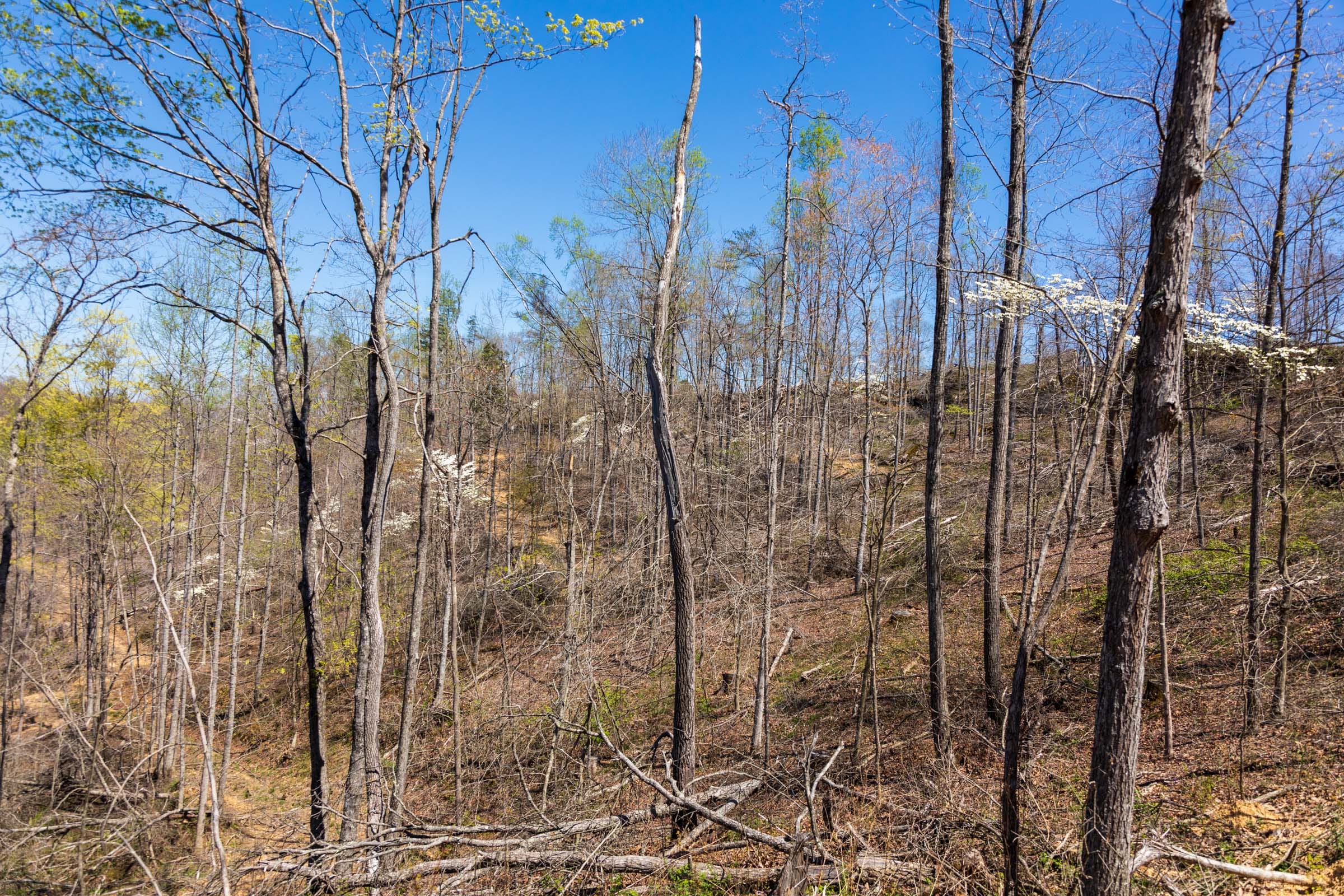 Creek Hollow Phase I Tract 51 photo 2
