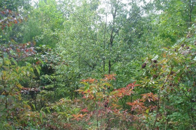 Sugartree Falls Tract 41 photo 2
