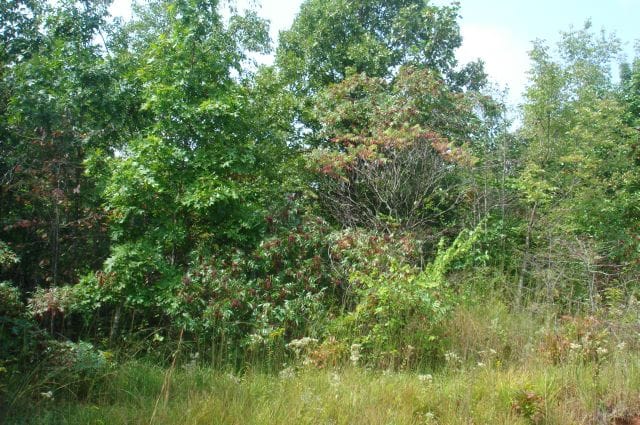 Sugartree Falls Tract 41 photo 5
