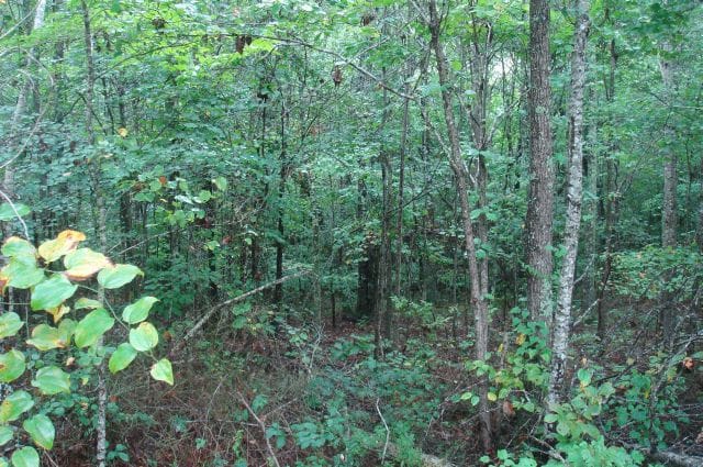 Sugartree Falls Tract 41 photo 8