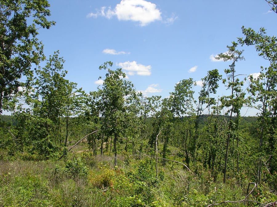 Antler Ridge Tract 9 photo 2